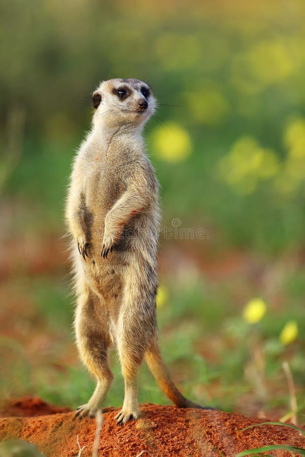 The meerkat or suricate Suricata suricatta in the blossoming desert. Suricata on patrol