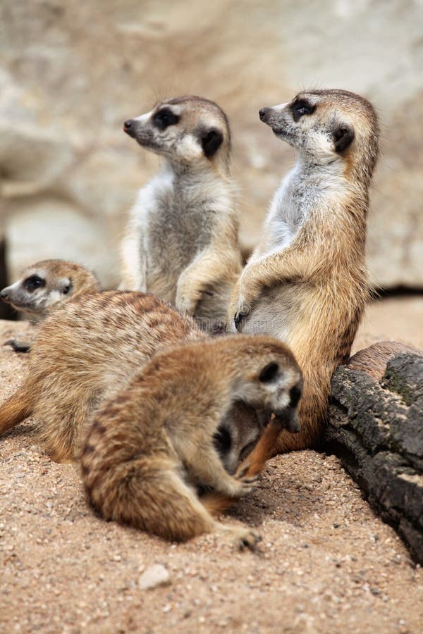 Meerkat (suricatta del Suricata), anche conosciuto come il suricate fotografie stock libere da diritti Meerkat (suricatta del Suricata), anche conosciuto come il suricate fotografie stock libere da diritti