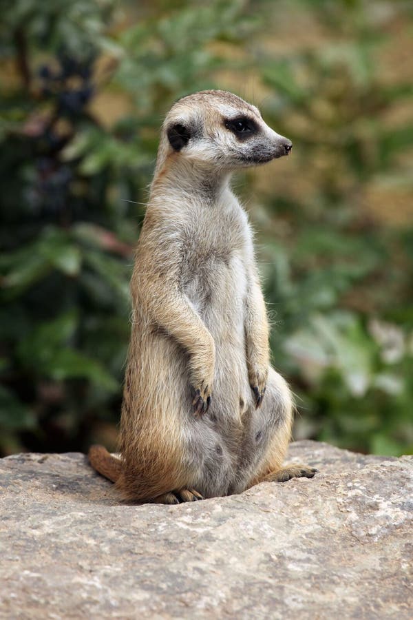 Meerkat (suricatta Suricata) стоковые фотографии rf Meerkat (suricatta Suricata) стоковые фотографии rf