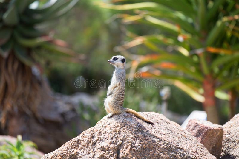 Meerkat (suricatta Suricata), также известное как suricate Одичалый l стоковые фотографии rf Meerkat (suricatta Suricata), также известное как suricate Одичалый l стоковые фотографии rf