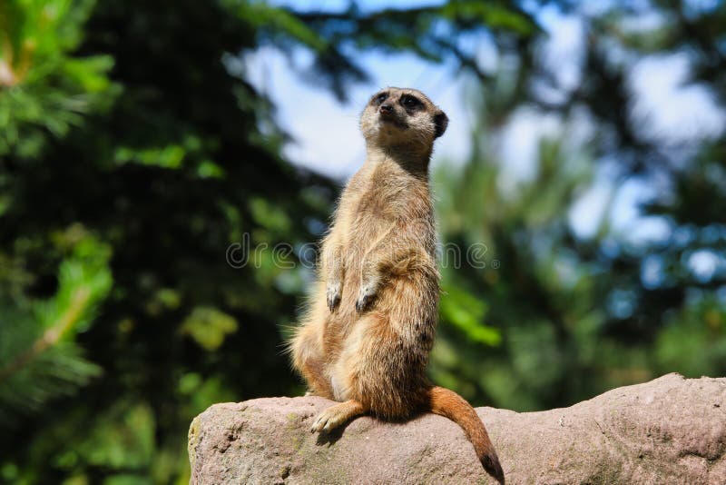 Meerkat sveglio che guarda nel cielo fotografia stock Meerkat sveglio che guarda nel cielo fotografia stock