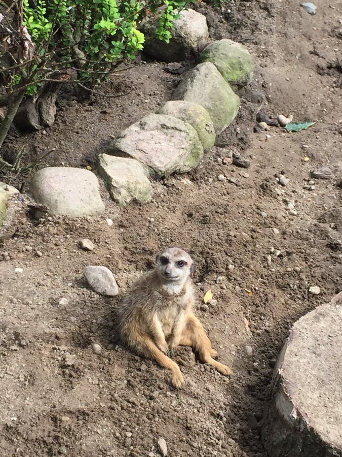 Meerkat sveglio in uno zoo immagini stock libere da diritti Meerkat sveglio in uno zoo immagini stock libere da diritti