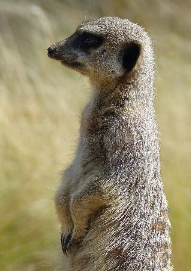 837 Most Popular Animals Stock Photos - Free & Royalty-Free Stock Photos from Dreamstime 837 Most Popular Animals Stock Photos - Free & Royalty-Free Stock Photos from Dreamstime