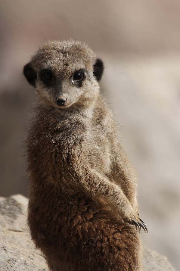 Meerkat