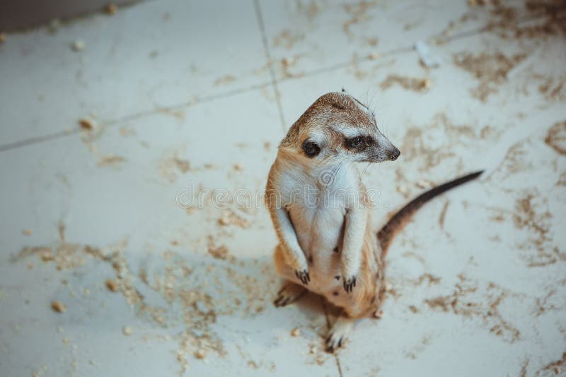 Meerkaten sitter på sand i zoo royaltyfri fotografi Meerkaten sitter på sand i zoo royaltyfri fotografi