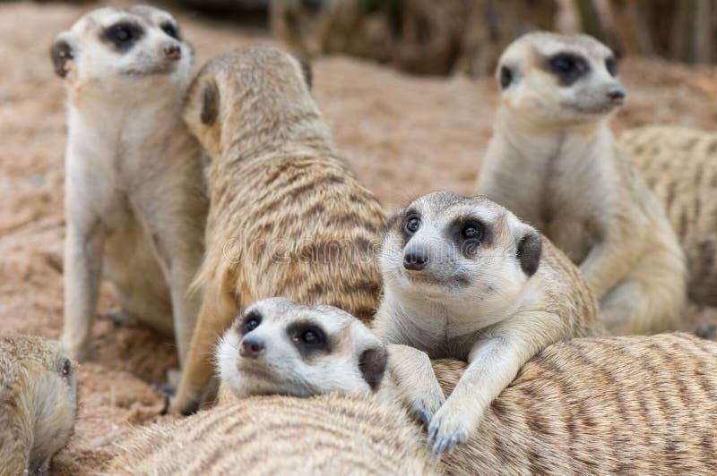 Meerkats