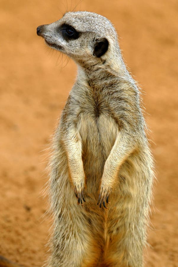 Meerkats