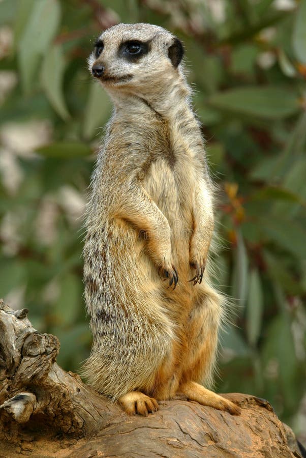 Meerkats