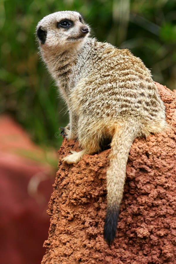 Meerkats