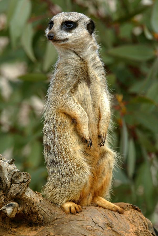 Meerkats