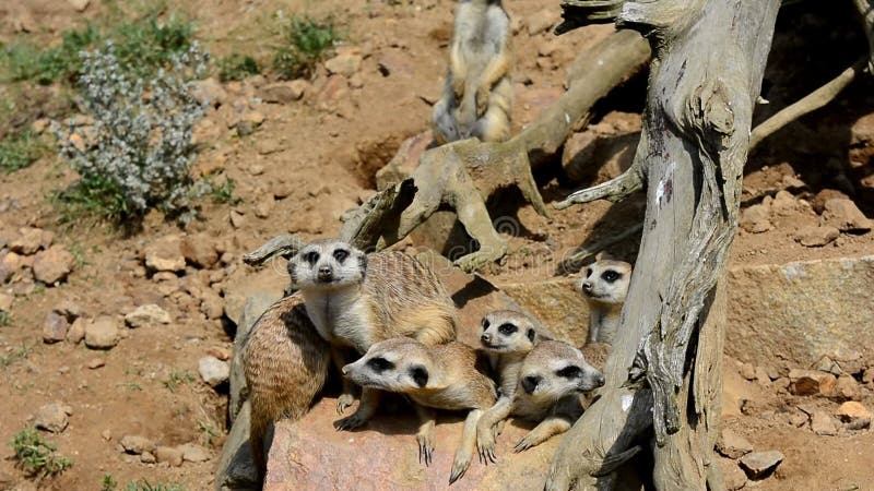 Meerkats auf Schutz