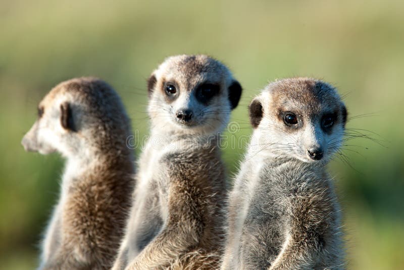Meerkats em África, três meerkats bonitos que guardam, Botswana, África