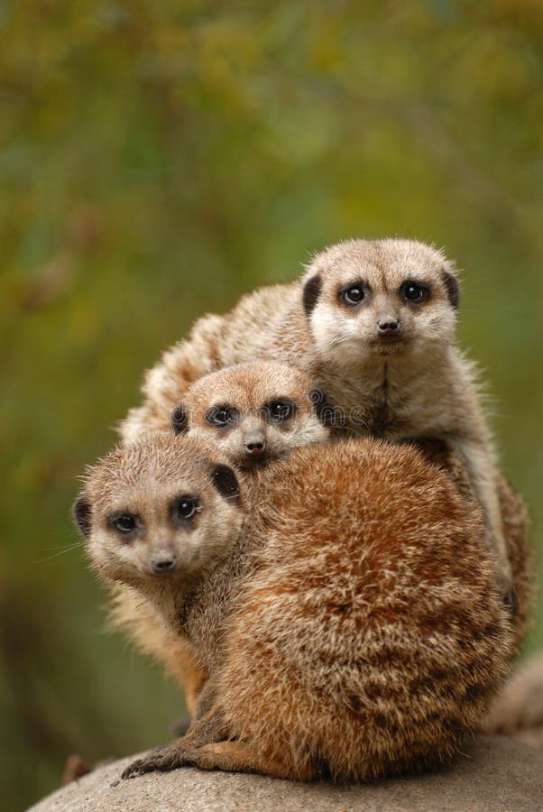 Meerkats