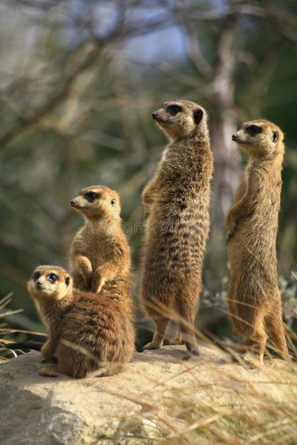 Meerkats Looking Out for Danger Stock Photo - Image of looking, animal:  29109652