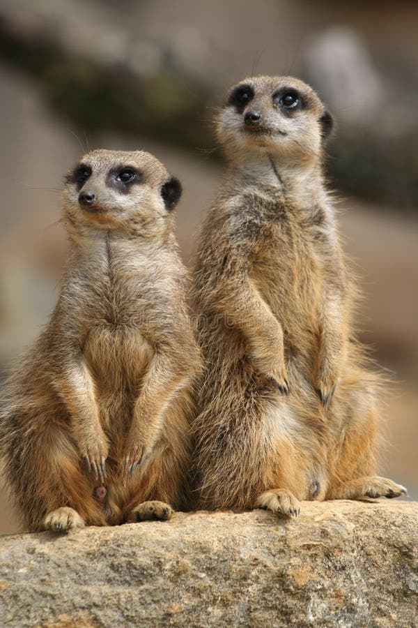 Meerkats on lookout