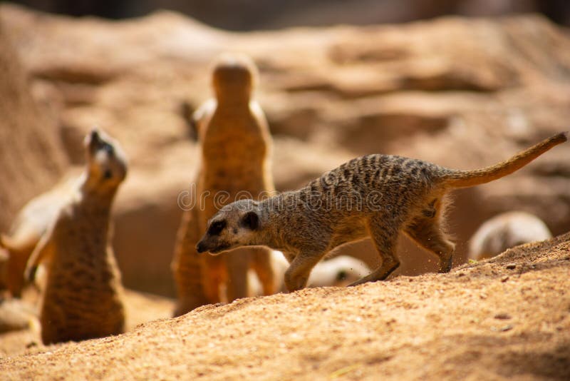 Meerkats, the Meerkat Family, Wild Animals in Their Environment Stock Photo  - Image of mammal, portrait: 213430242