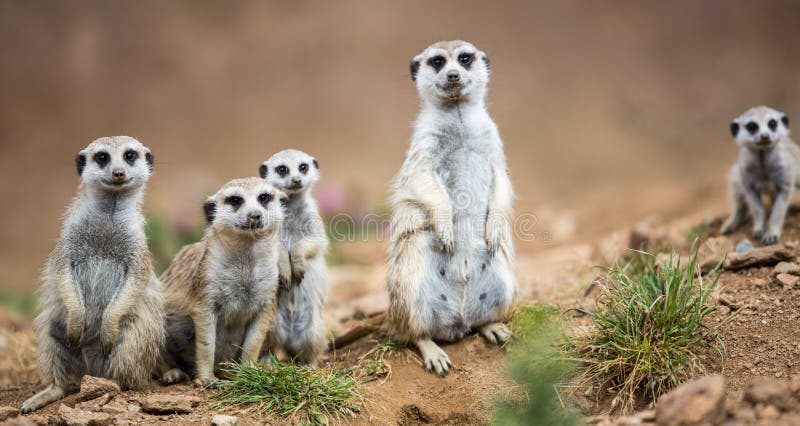 Meerkats observadores que estão o protetor