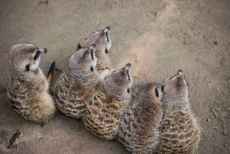 Meerkats på en rad arkivfoton Meerkats på en rad arkivfoton