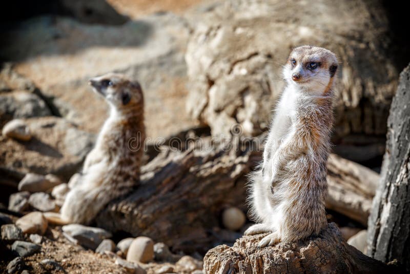 Meerkats que se sienta entre las piedras foto de archivo libre de regalías Meerkats que se sienta entre las piedras foto de archivo libre de regalías