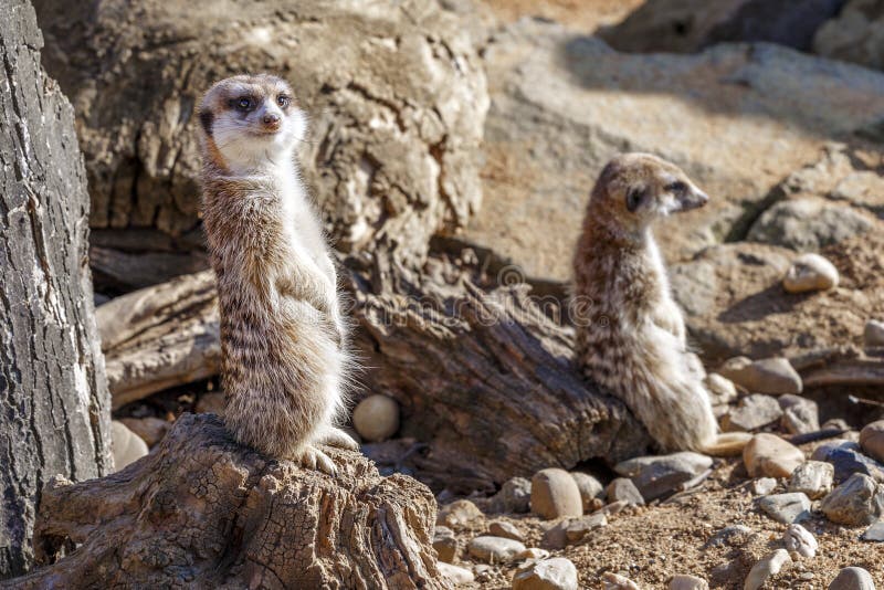 Meerkats que senta-se entre as pedras imagens de stock royalty free Meerkats que senta-se entre as pedras imagens de stock royalty free