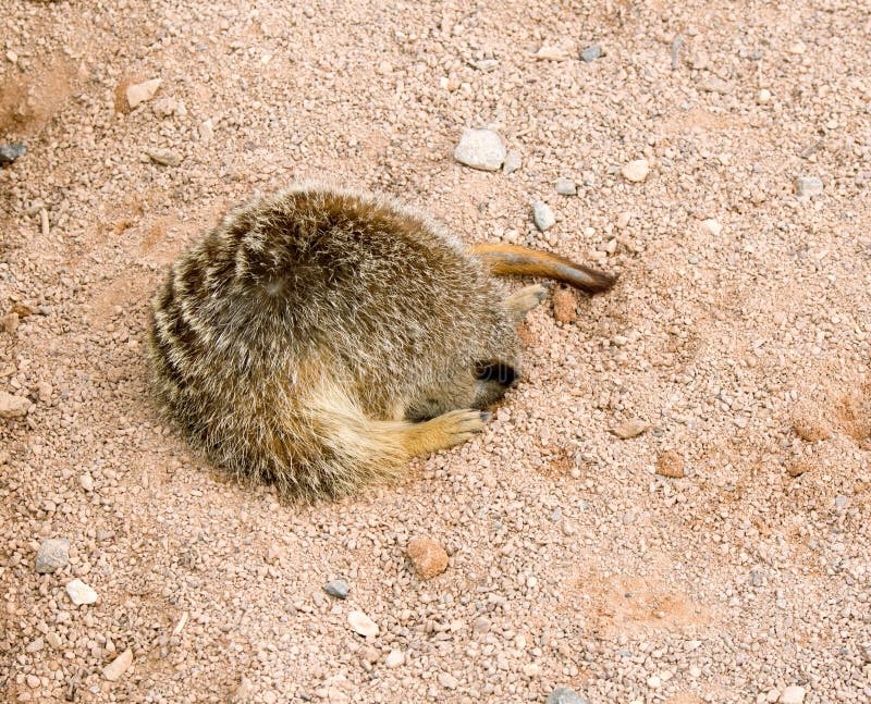 meerkat休眠