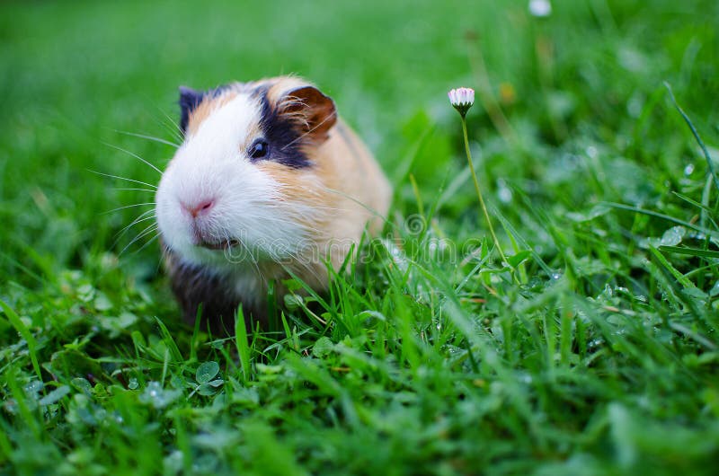 Meerschweinchen Geht In Die Frischluft Und Im Essen