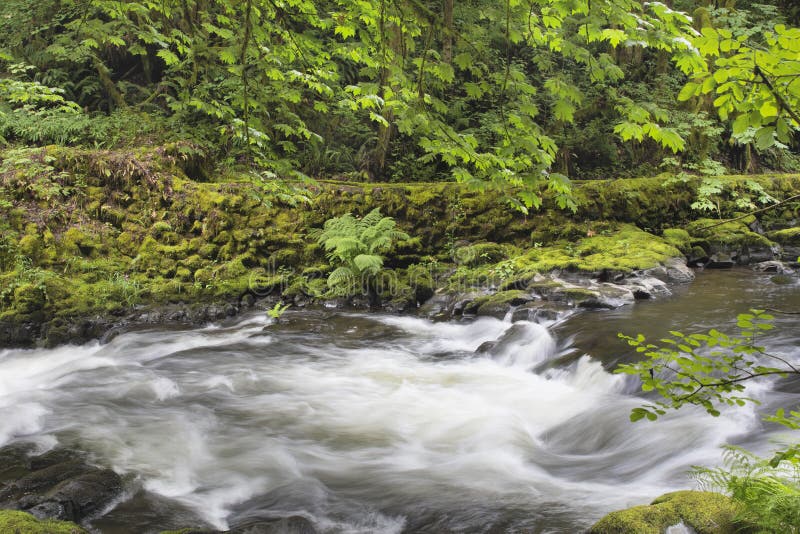 Rushing Water with Trees Moss Ferns and Rocks at Cedar Creek Washington State. Rushing Water with Trees Moss Ferns and Rocks at Cedar Creek Washington State