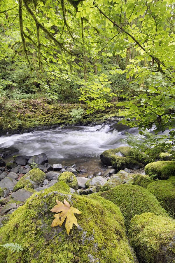 Rushing Water with Fallen Maple Leaf Trees Moss Ferns and Rocks at Cedar Creek Washington State. Rushing Water with Fallen Maple Leaf Trees Moss Ferns and Rocks at Cedar Creek Washington State