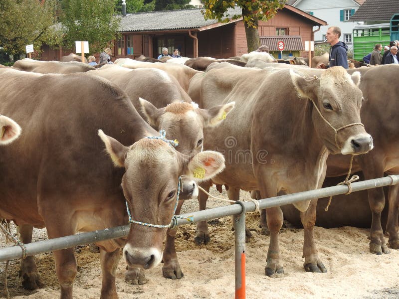The Meeting of the Cowherds Editorial Stock Photo Image of commitment
