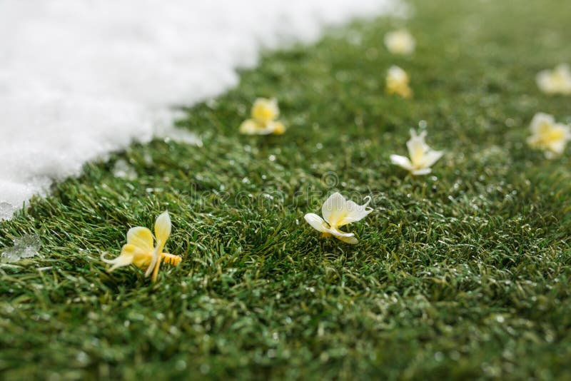 Meeting snow on green grass close up - between winter and spring concept background