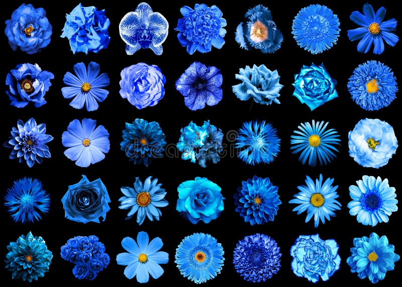 Mega pack of natural and surreal blue flowers 35 in 1 isolated
