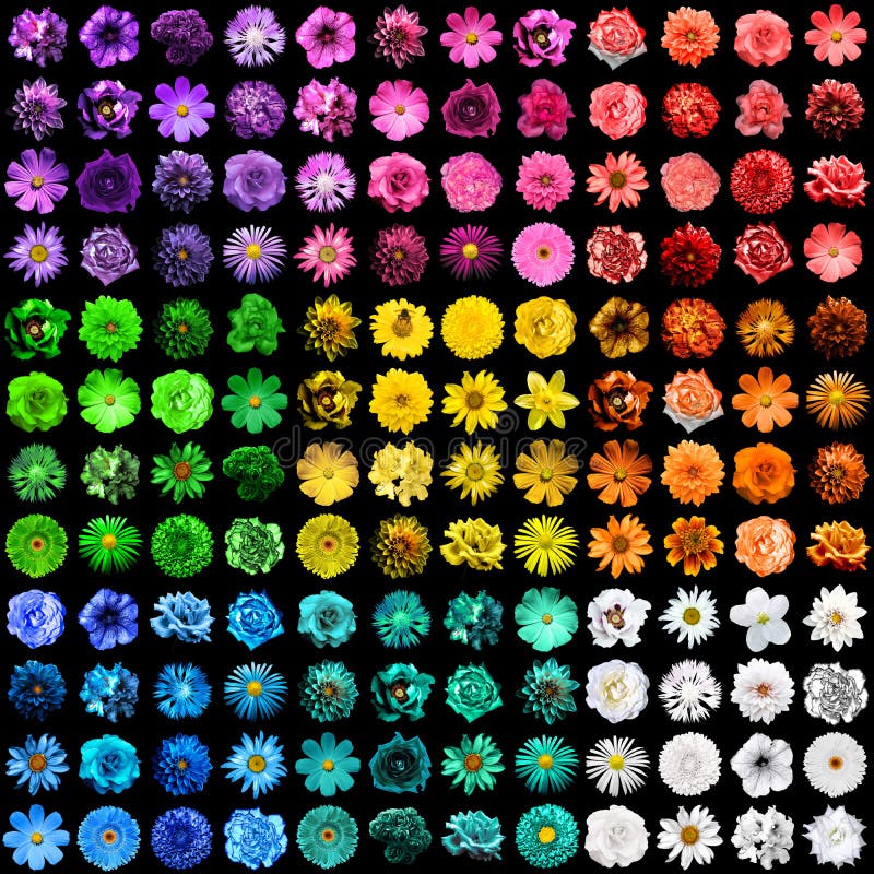 Mega pack of 144 in 1 natural and surreal blue, yellow, red, green, orange, turquoise, violet and pink flowers isolated on black. Mega pack of 144 in 1 natural and surreal blue, yellow, red, green, orange, turquoise, violet and pink flowers isolated on black