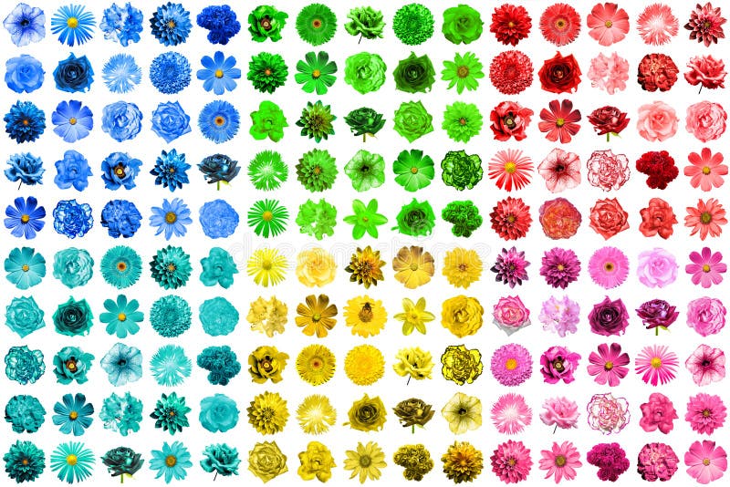 Mega pack of 150 in 1 natural and surreal blue, yellow, red, pink, green and turquoise flowers isolated on white. Mega pack of 150 in 1 natural and surreal blue, yellow, red, pink, green and turquoise flowers isolated on white