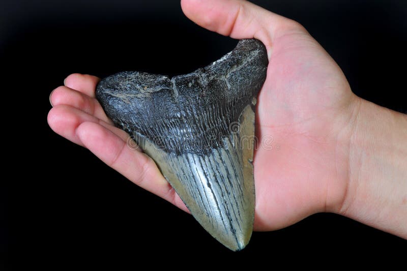 Megalodon shark tooth