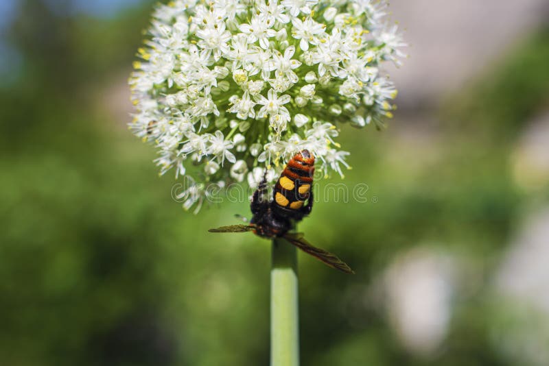 Megascolia maculata Mamutowa osa Scola gigantyczna osa na cebulkowym kwiacie Scola lat Megascolia maculata jest gatunki ampuła obrazy royalty free Megascolia maculata Mamutowa osa Scola gigantyczna osa na cebulkowym kwiacie Scola lat Megascolia maculata jest gatunki ampuła obrazy royalty free