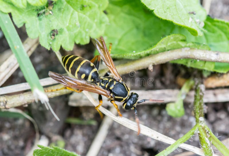 Megascoliamaculata De mammoetwesp royalty-vrije stock foto Megascoliamaculata De mammoetwesp royalty-vrije stock foto