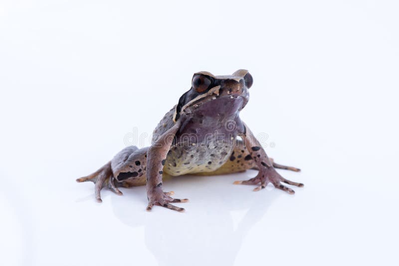 Megophrys parva Lesser Stream Horned Frog: groda på vitbaksida royaltyfri bild Megophrys parva Lesser Stream Horned Frog: groda på vitbaksida royaltyfri bild