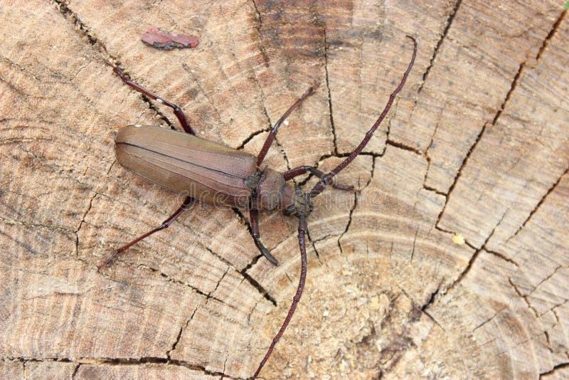 Megopis scabricornis - a longhorn beetle