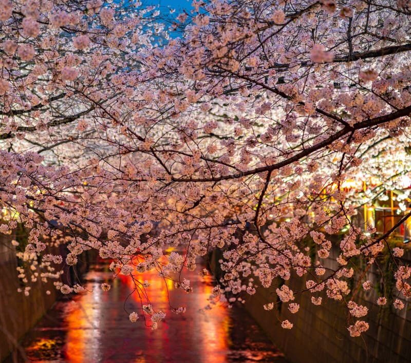 Meguro Sakura (Cherry Blossom) Festival Stock Image - Image of japan ...