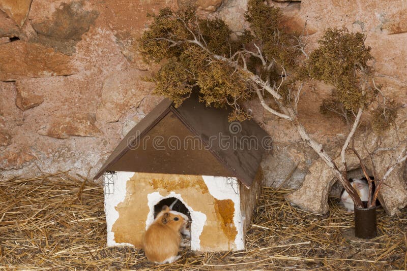 Mehrfarben-Humster in einem Haus stockfotos Mehrfarben-Humster in einem Haus stockfotos