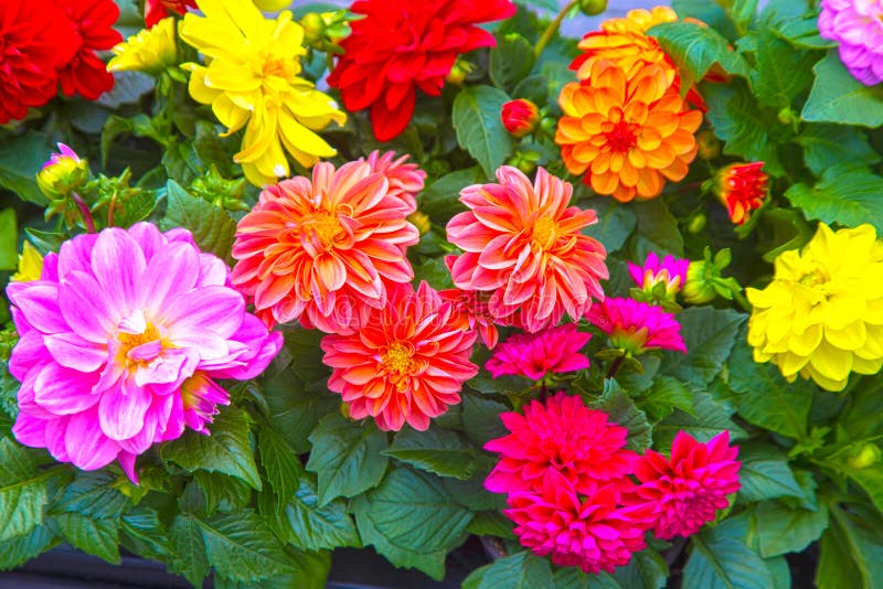Mehrfarbige Blumen des hellen Sommer der Dahlie lizenzfreie stockfotografie