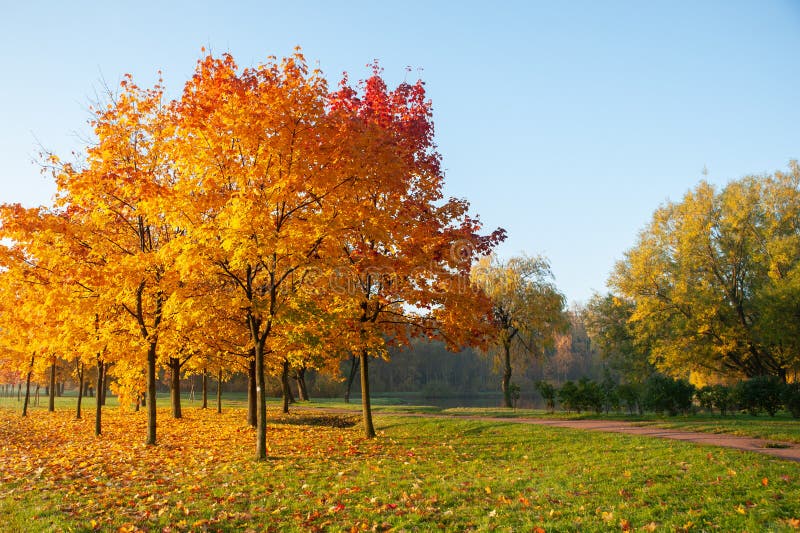Mehrfarbige Bäume Und Büsche Im Herbstpark Stockbild Bild von büsche
