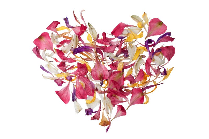 Multicolored heart shape flower petals on white background isolated close up, heart form floral decorative design element of red, pink, yellow, purple flower petals, beautiful romantic holiday pattern. Multicolored heart shape flower petals on white background isolated close up, heart form floral decorative design element of red, pink, yellow, purple flower petals, beautiful romantic holiday pattern