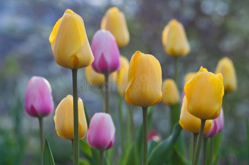 Mehrfarbige Tulpen der Blüte Gerade ein geregnet stockfotografie Mehrfarbige Tulpen der Blüte Gerade ein geregnet stockfotografie