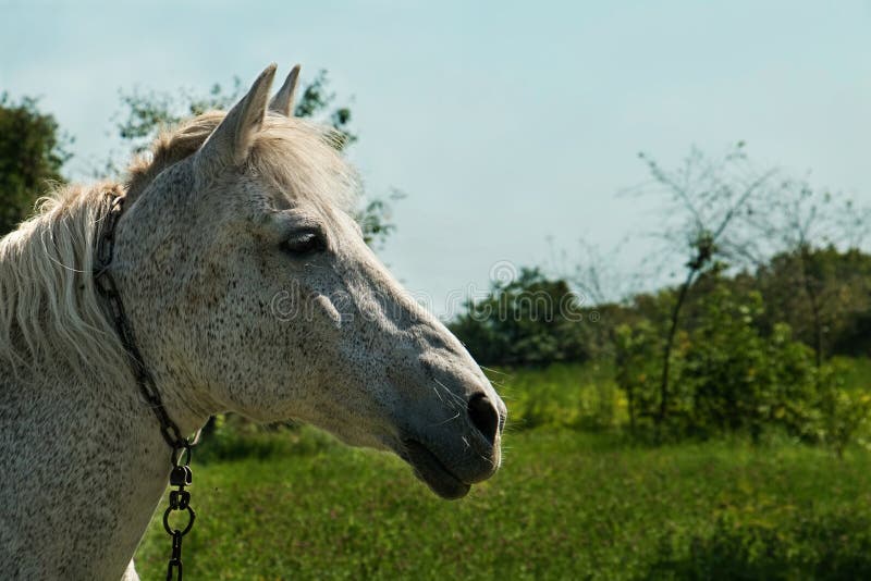 Fotos de Frente de cavalo, Imagens de Frente de cavalo sem royalties