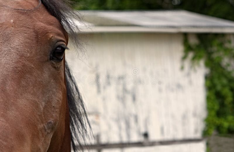 Foto De Stock Cara De Um Belo Cavalo, Royalty-Free