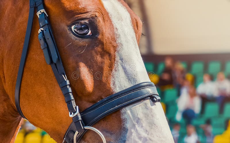 Um cavalo está em frente a uma porta com um fundo escuro e as palavras  cavalo na frente.