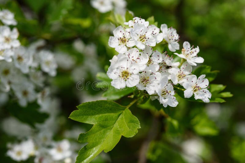 Meidoornplant met bloemen stock afbeelding