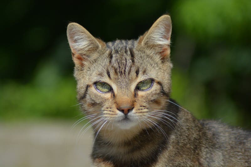 Meine keine Tigerkatze redigieren gren Augen stockfotografie Meine keine Tigerkatze redigieren gren Augen stockfotografie
