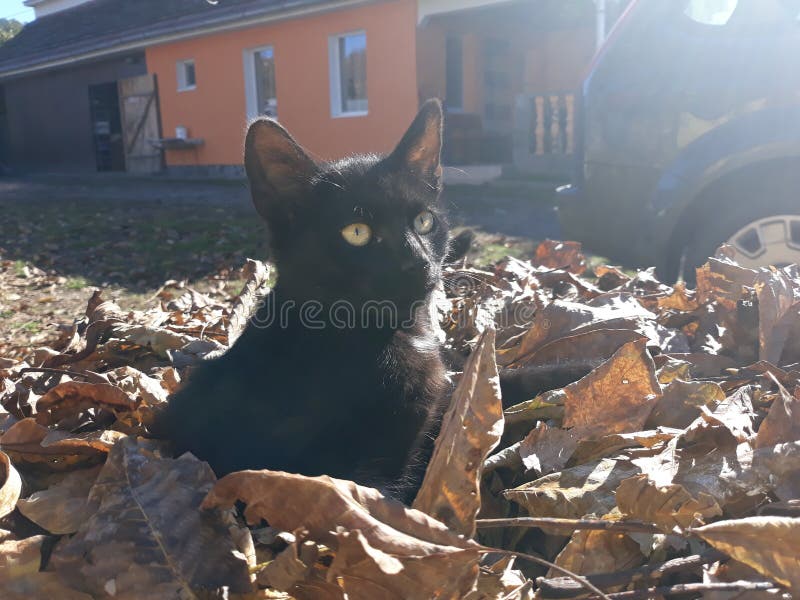 Meine schwarze Katze lizenzfreies stockbild Meine schwarze Katze lizenzfreies stockbild